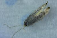 Phyllonorycter harrisella