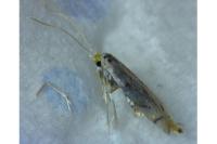 Phyllonorycter harrisella