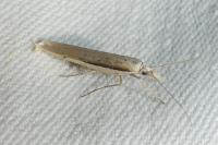 Ypsolopha mucronella