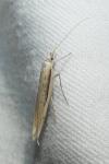 Ypsolopha mucronella