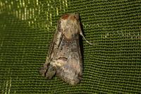Abrostola triplasia
