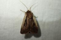 Ochropleura plecta