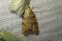 Aleimma loeflingiana