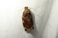 Archips xylosteana