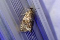 Celypha lacunana