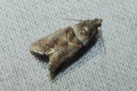 Acrobasis consociella