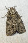 Acronicta rumicis