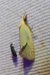 Agapeta hamana