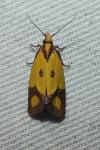 Agapeta zoegana