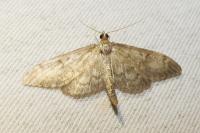 Anania lancealis
