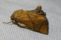 Apoda limacodes