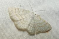 Cabera exanthemata