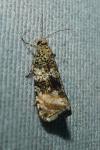 Celypha lacunana