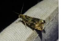 Celypha lacunana