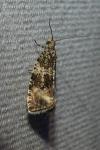 Celypha lacunana