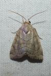 Cosmia trapezina