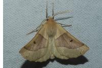 Crocallis elinguaria