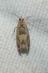 Crocidosema plebejana