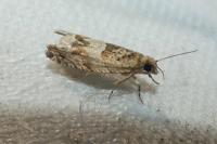 Crocidosema plebejana