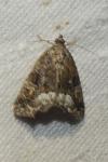 Deltote pygarga
