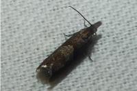 Dichrorampha acuminatana