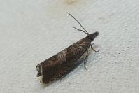 Dichrorampha acuminatana