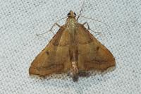 Endotricha flammealis