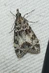 Eudonia mercurella