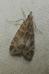 Eudonia mercurella