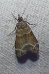 Eudonia mercurella