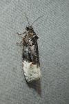 Apotomis betuletana