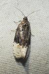 Apotomis betuletana