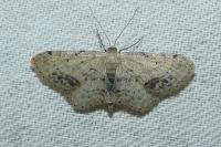 Idaea dimidiata