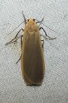 Katha depressa