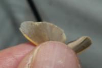 Katha depressa