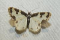 Lomaspilis marginata