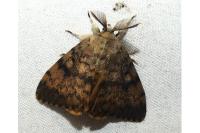 Lymantria dispar