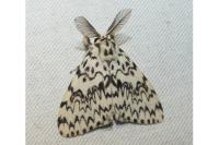 Lymantria monacha