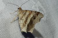 Macaria alternata