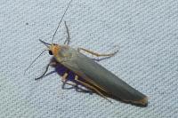 Manulea complana