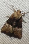 Mesoligia furuncula