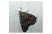 Noctua janthina