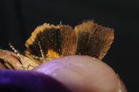 Noctua janthina