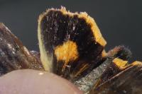 Noctua janthina