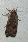 Noctua pronuba