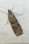 Nomophila noctuella