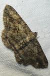 Peribatodes rhomboidaria