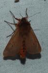 Phragmatobia fuliginosa