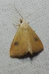 Rivula sericealis