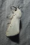 Spilosoma lubricipeda